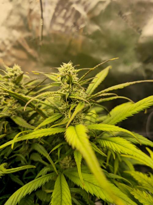 3x3 VS4000 Fastbuds Gorilla autos. Week 8 - Strawberry gorilla