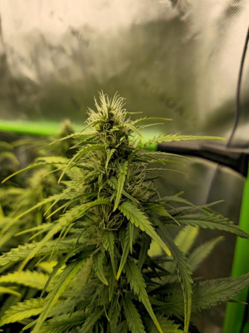 3x3 VS4000 Fastbuds Gorilla autos. Week 8 - Gorilla cookies 