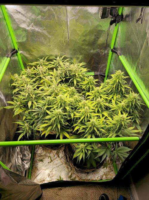 3x3 VS4000 Fastbuds Gorilla autos. Week 8 - The whole tent