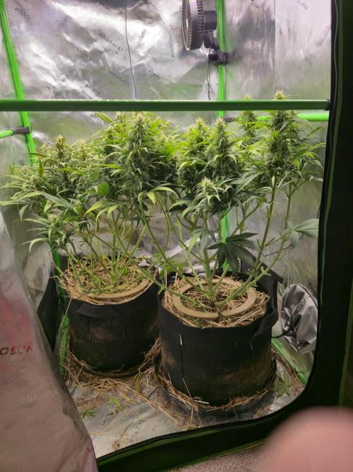 3x3 VS4000 Fastbuds Gorilla autos. Week 8 - Both ladies after a manicure.