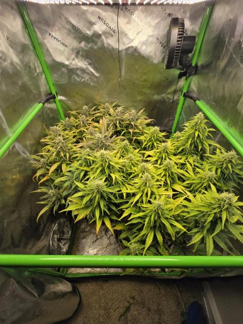 3x3 VS4000 Fastbuds Gorilla autos. Week 9