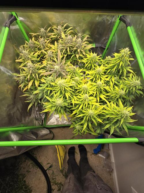 3x3 VS4000 Fastbuds Gorilla autos. Week 9