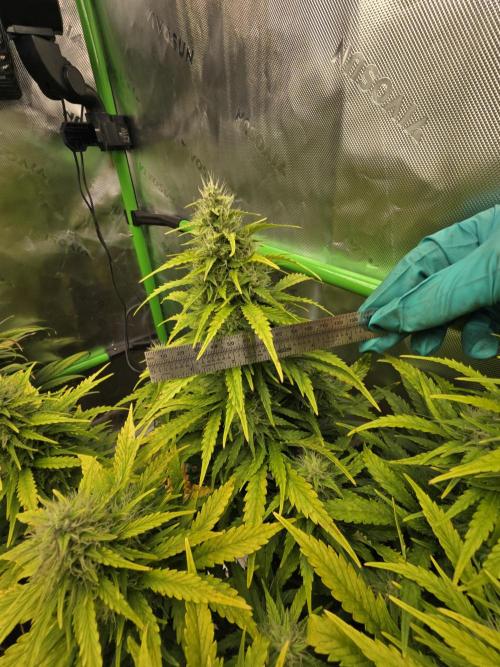 3x3 VS4000 Fastbuds Gorilla autos. Week 9 - Gorilla cookies