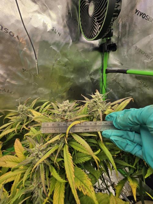 3x3 VS4000 Fastbuds Gorilla autos. Week 9 - Strawberry gorilla