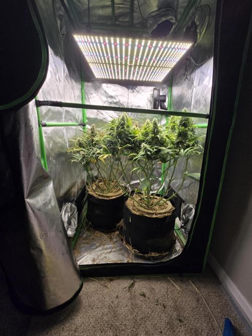 3x3 VS4000 Fastbuds Gorilla autos. Week 9