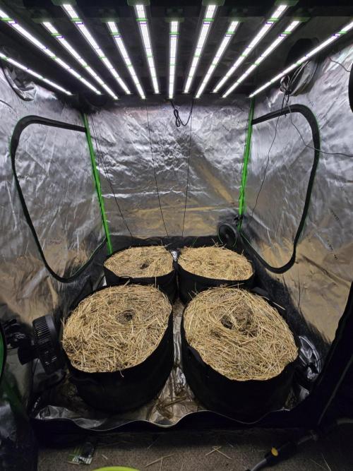 Strawberry gorilla living soil overkill. Week 0 - 4x Gardzen 40gallon pots in Buildasoils Clackamas Coots recipe under 2xVSFD650 