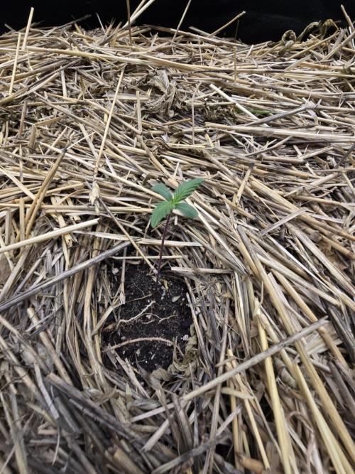 Strawberry gorilla living soil overkill. Week 0 - Strawberry gorilla