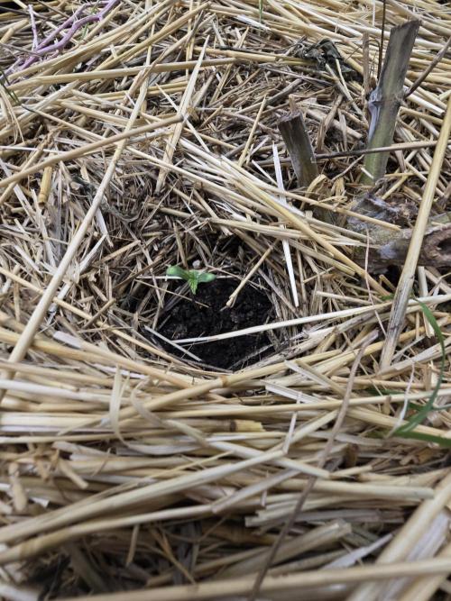 Strawberry gorilla living soil overkill. Week 0 - Strawberry Gorilla
