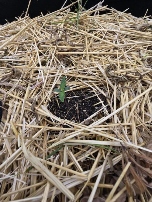 Strawberry gorilla living soil overkill. Week 0 - Strawberry Gorilla