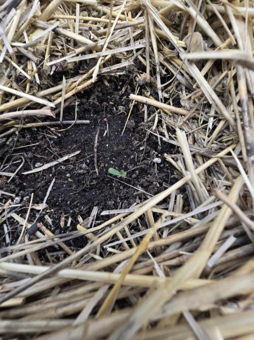 Strawberry gorilla living soil overkill. Week 0 - Lil baby Strawberry gorilla
