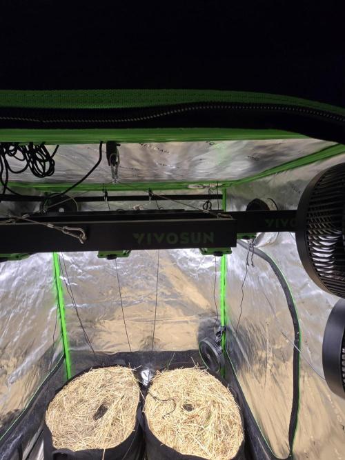 Strawberry gorilla living soil overkill. Week 0 - I have two Vivosun VSFD 6500 weaved together for a total of 1350w max LED