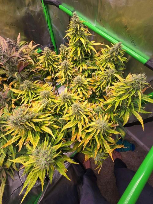 3x3 VS4000 Fastbuds Gorilla autos. Week 10 - Gorilla Cookies - 70 days from sowing.