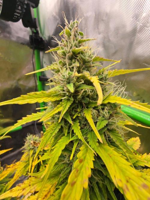 3x3 VS4000 Fastbuds Gorilla autos. Week 10 - Gorilla cookies