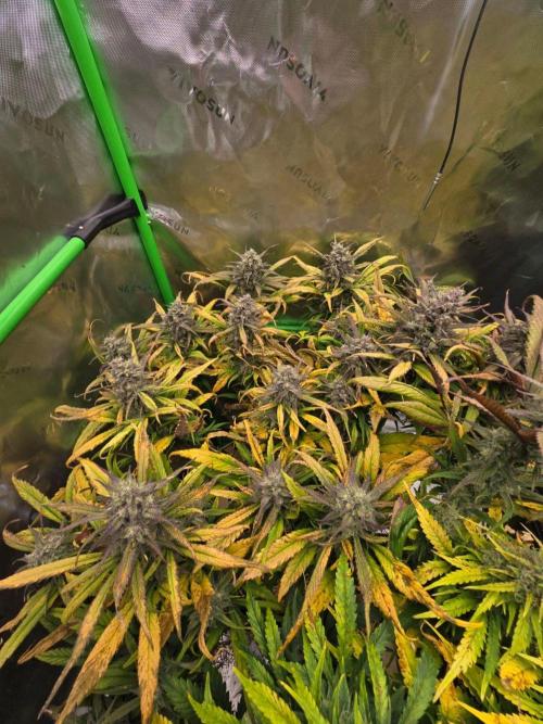 3x3 VS4000 Fastbuds Gorilla autos. Week 10 - Strawberry Gorilla - 70 days from sowing