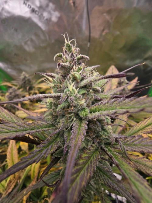 3x3 VS4000 Fastbuds Gorilla autos. Week 10 - Strawberry gorilla