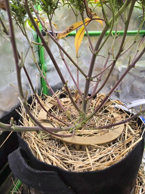 3x3 VS4000 Fastbuds Gorilla autos. Week 10 - Strawberry Gorilla 