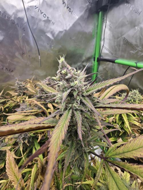 3x3 VS4000 Fastbuds Gorilla autos. Week 11 - Strawberry Gorilla