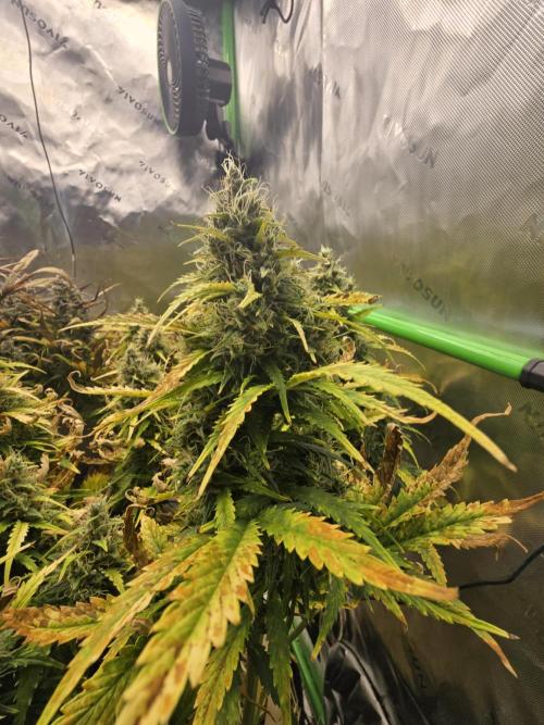 3x3 VS4000 Fastbuds Gorilla autos. Week 11 - Gorilla Cookies