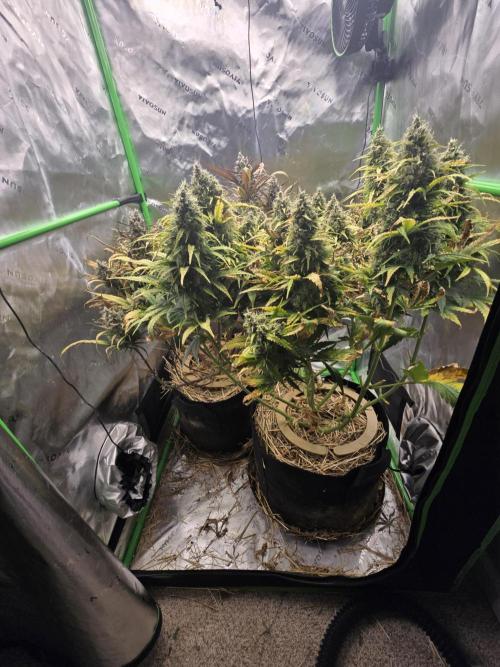 3x3 VS4000 Fastbuds Gorilla autos. Week 11 - Lil chunkers