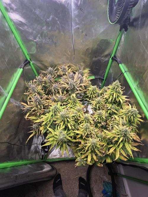 3x3 VS4000 Fastbuds Gorilla autos. Week 11 - Not a bad fill-out for 2 autos in a 3x3