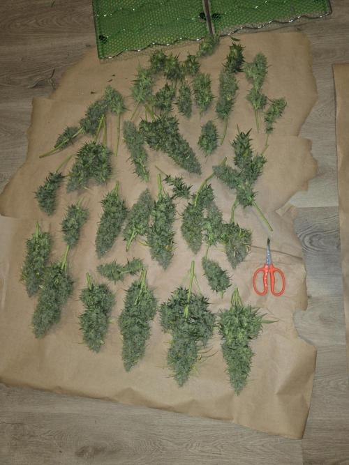 3x3 VS4000 Fastbuds Gorilla autos. Week 12