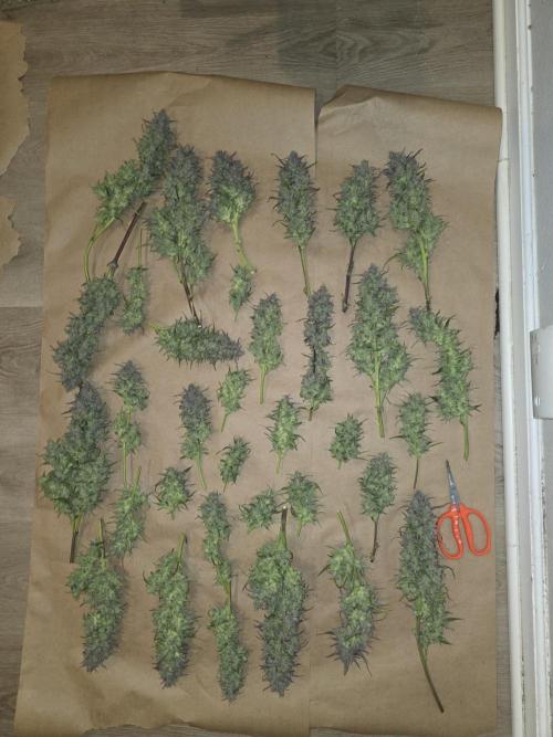 3x3 VS4000 Fastbuds Gorilla autos. Week 12