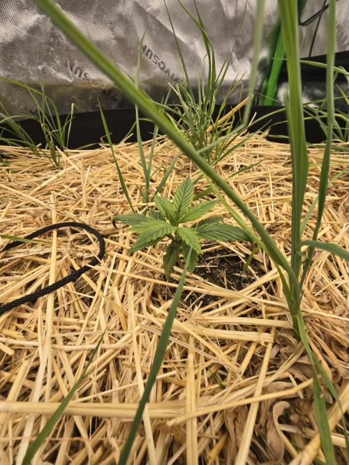 Strawberry gorilla living soil overkill. Week 2