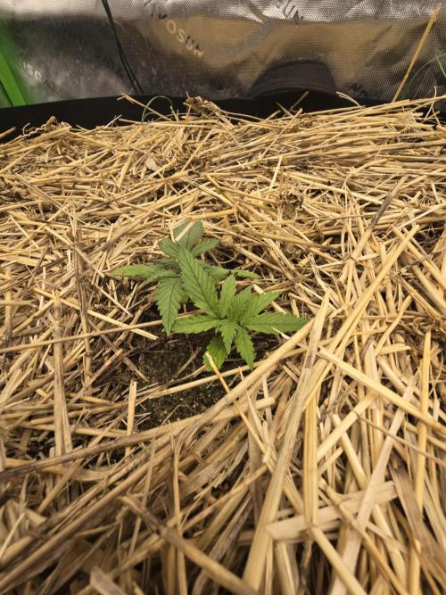Strawberry gorilla living soil overkill. Week 2