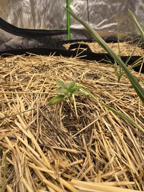 Strawberry gorilla living soil overkill. Week 2