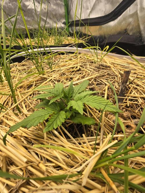 Strawberry gorilla living soil overkill. Week 2