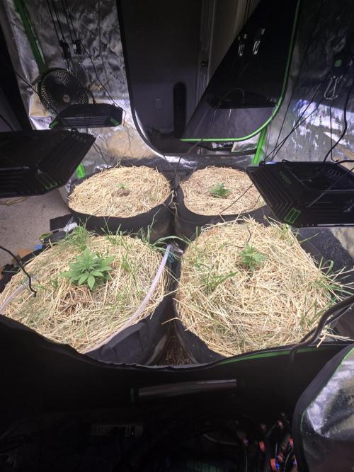 Strawberry gorilla living soil overkill. Week 3