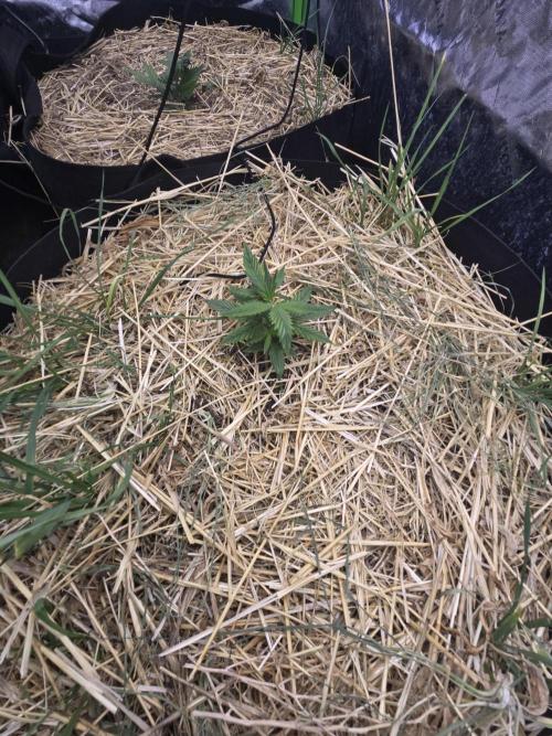 Strawberry gorilla living soil overkill. Week 3