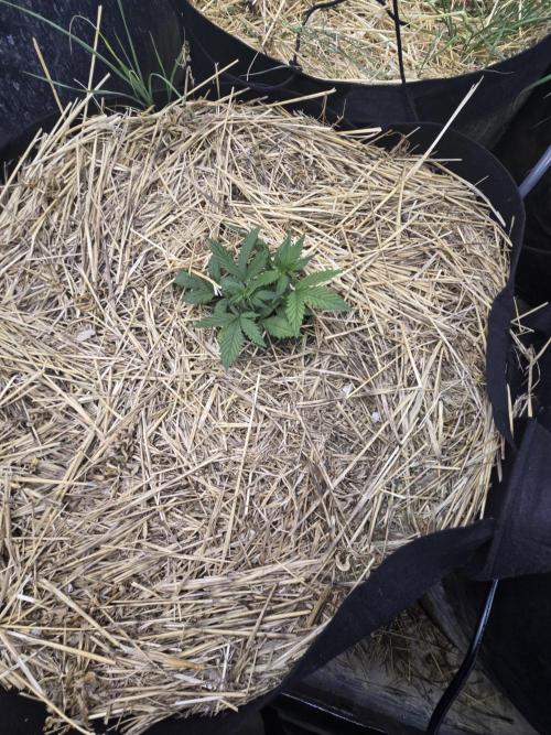 Strawberry gorilla living soil overkill. Week 3