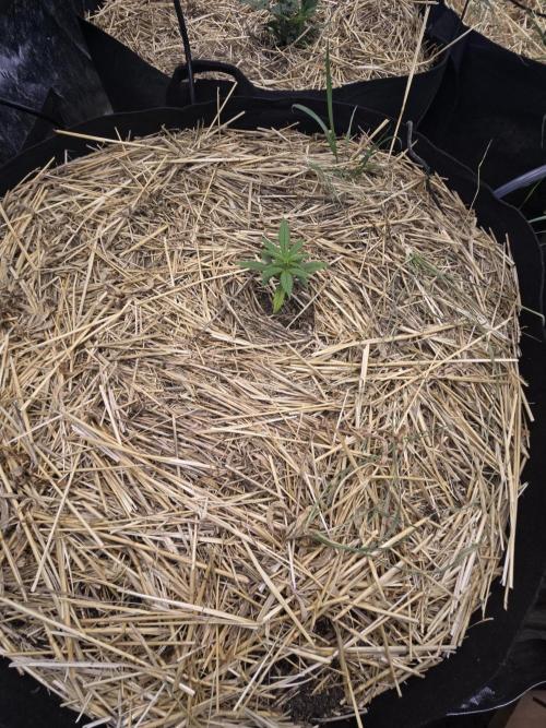 Strawberry gorilla living soil overkill. Week 3