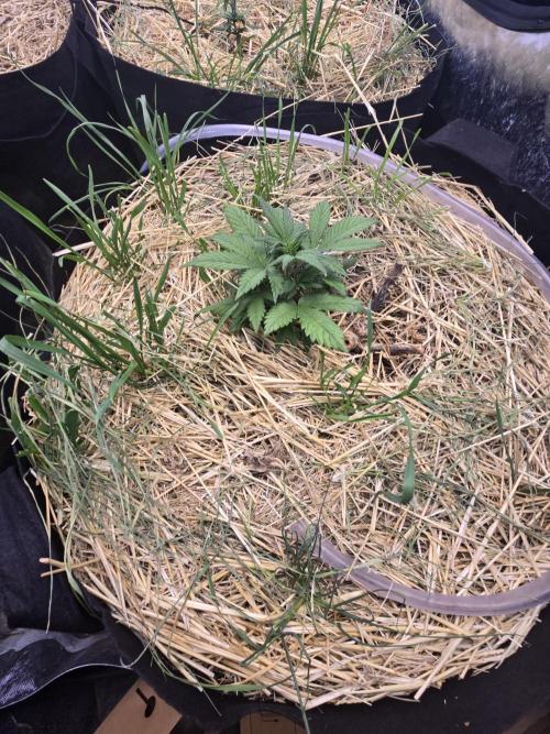 Strawberry gorilla living soil overkill. Week 3