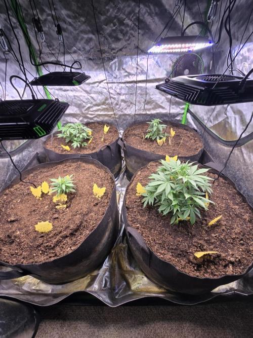 Strawberry gorilla living soil overkill. Week 4