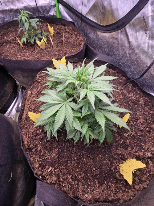 Strawberry gorilla living soil overkill. Week 4