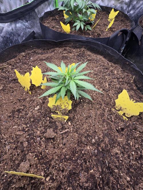 Strawberry gorilla living soil overkill. Week 4