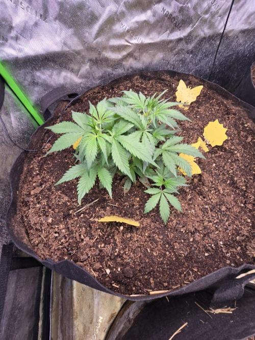 Strawberry gorilla living soil overkill. Week 4