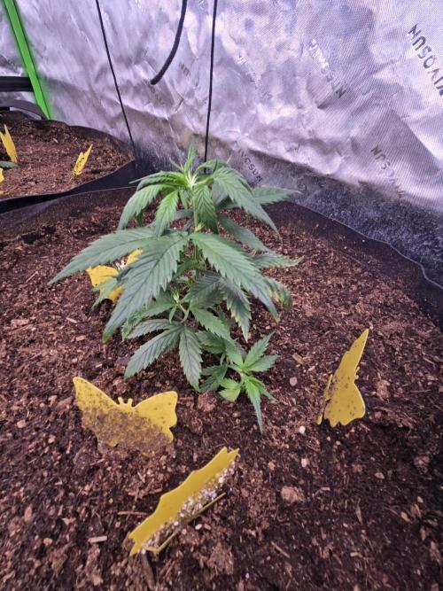 Strawberry gorilla living soil overkill. Week 4