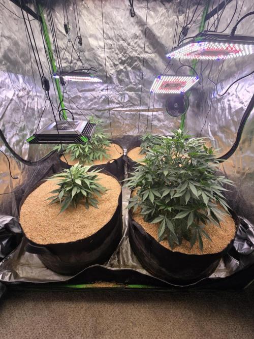 Strawberry gorilla living soil overkill. Week 5