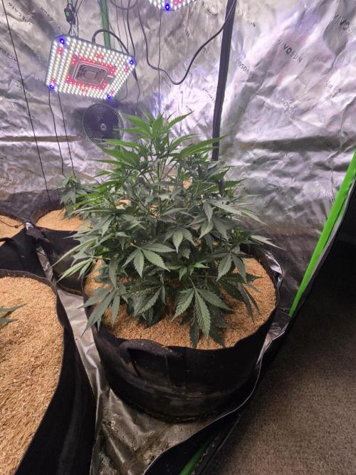 Strawberry gorilla living soil overkill. Week 5