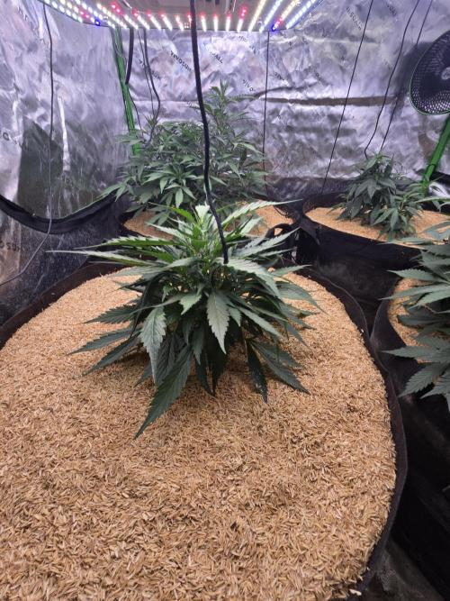 Strawberry gorilla living soil overkill. Week 5