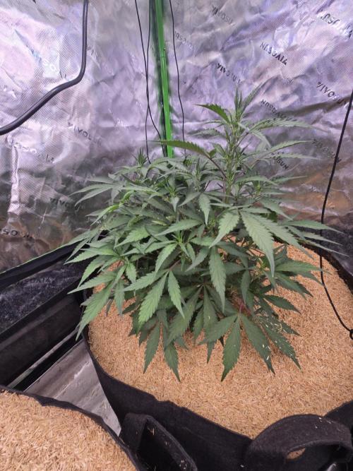 Strawberry gorilla living soil overkill. Week 5