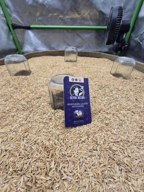 Northern lights (Overkill). Week 0