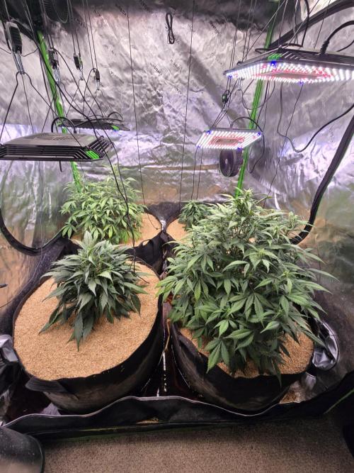 Strawberry gorilla living soil overkill. Week 6