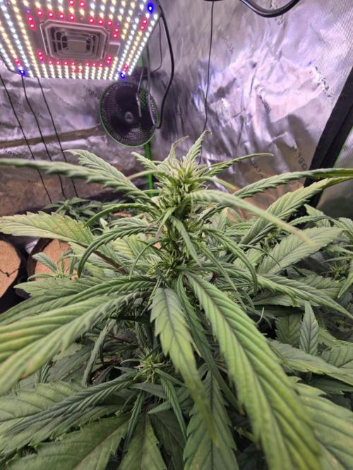 Strawberry gorilla living soil overkill. Week 6