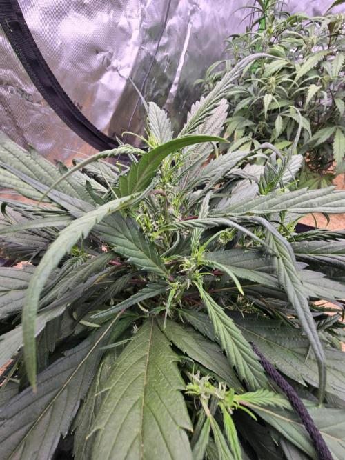 Strawberry gorilla living soil overkill. Week 6