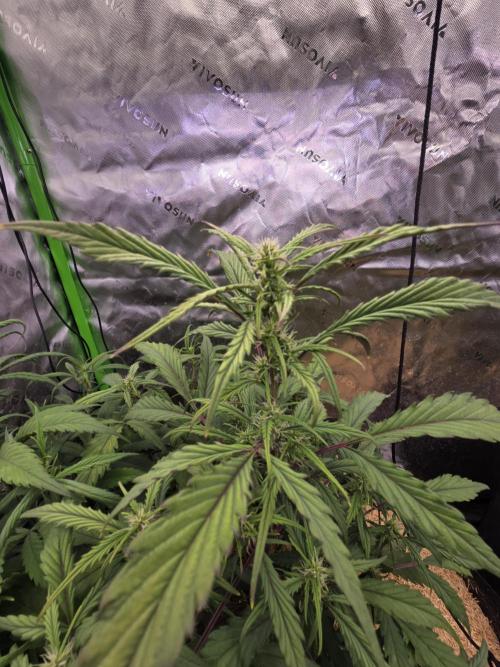 Strawberry gorilla living soil overkill. Week 6