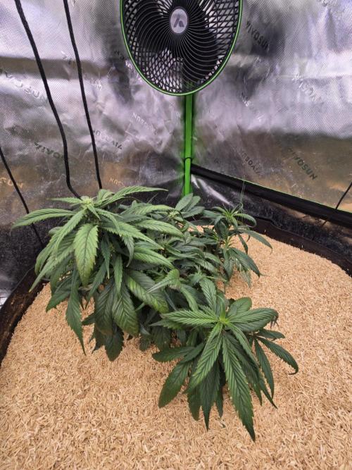 Strawberry gorilla living soil overkill. Week 6